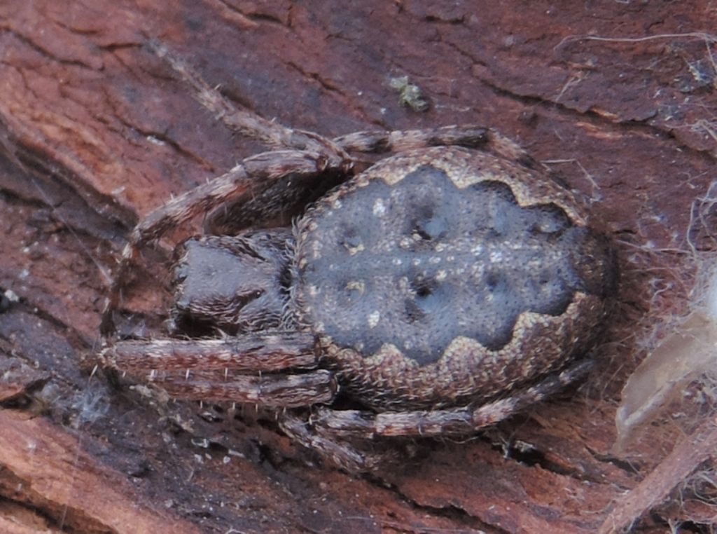 Nuctenea umbratica - Falconara (AN)